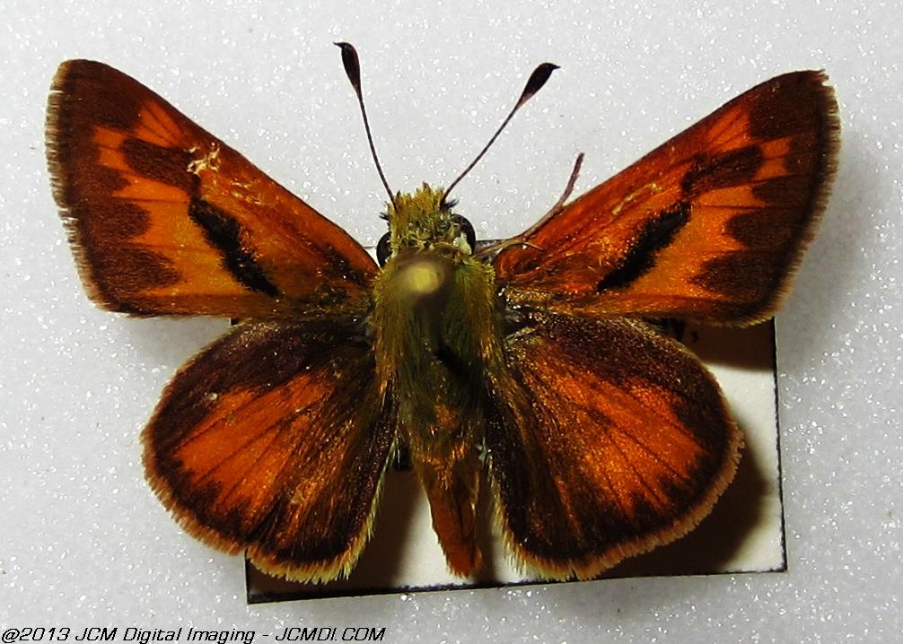 Unidentified Skipper